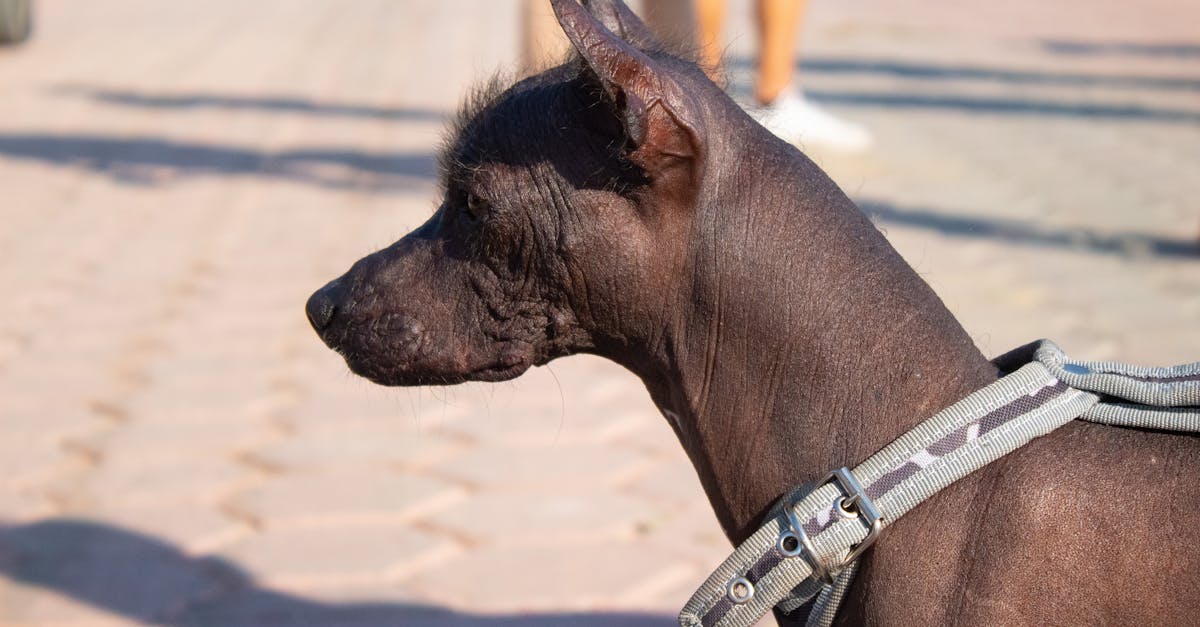 Xoloitzcuintli: Ο Αρχαίος Άτριχος Σκύλος του Μεξικού