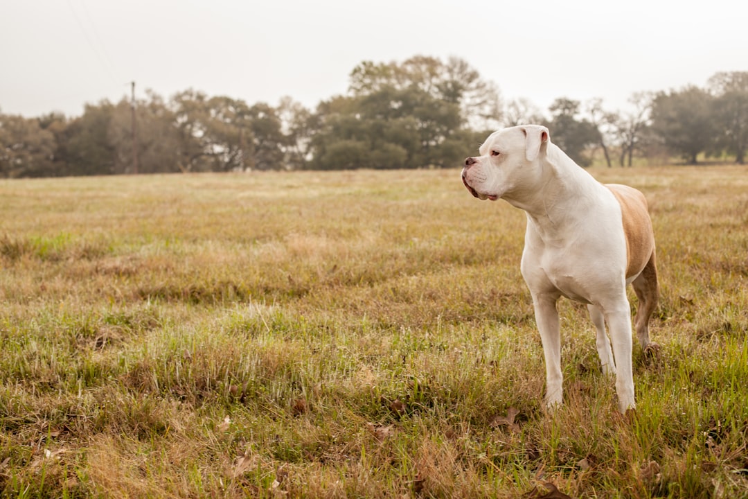 Σκύλος ράτσας American Bulldog