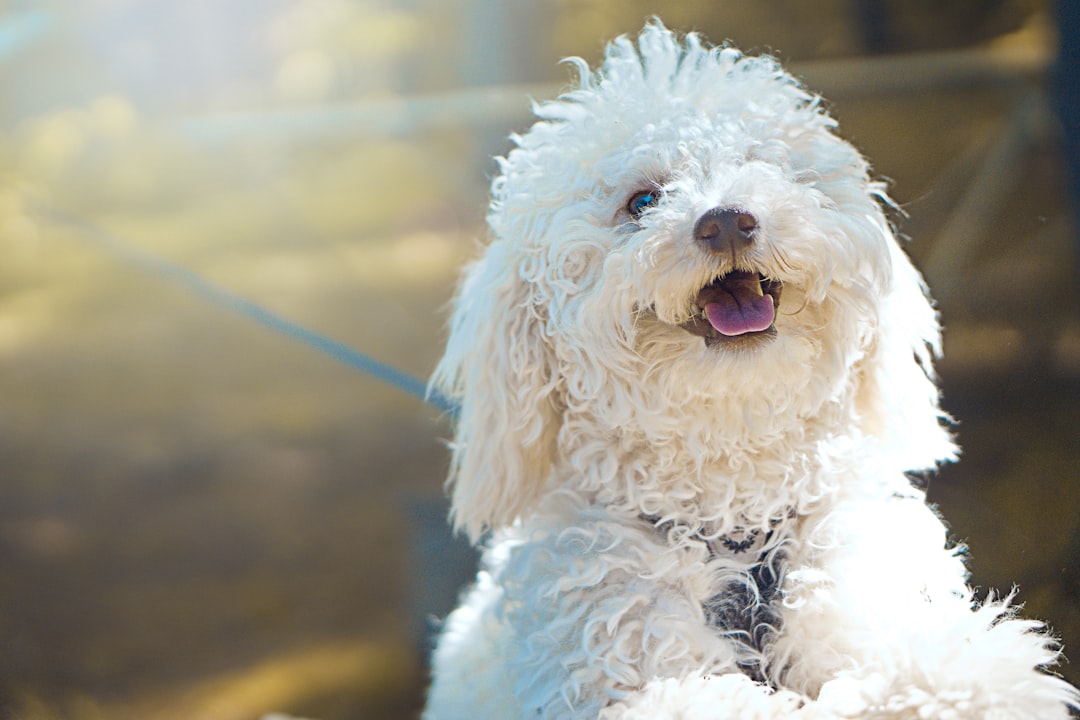 Σκύλος Aussiedoodle