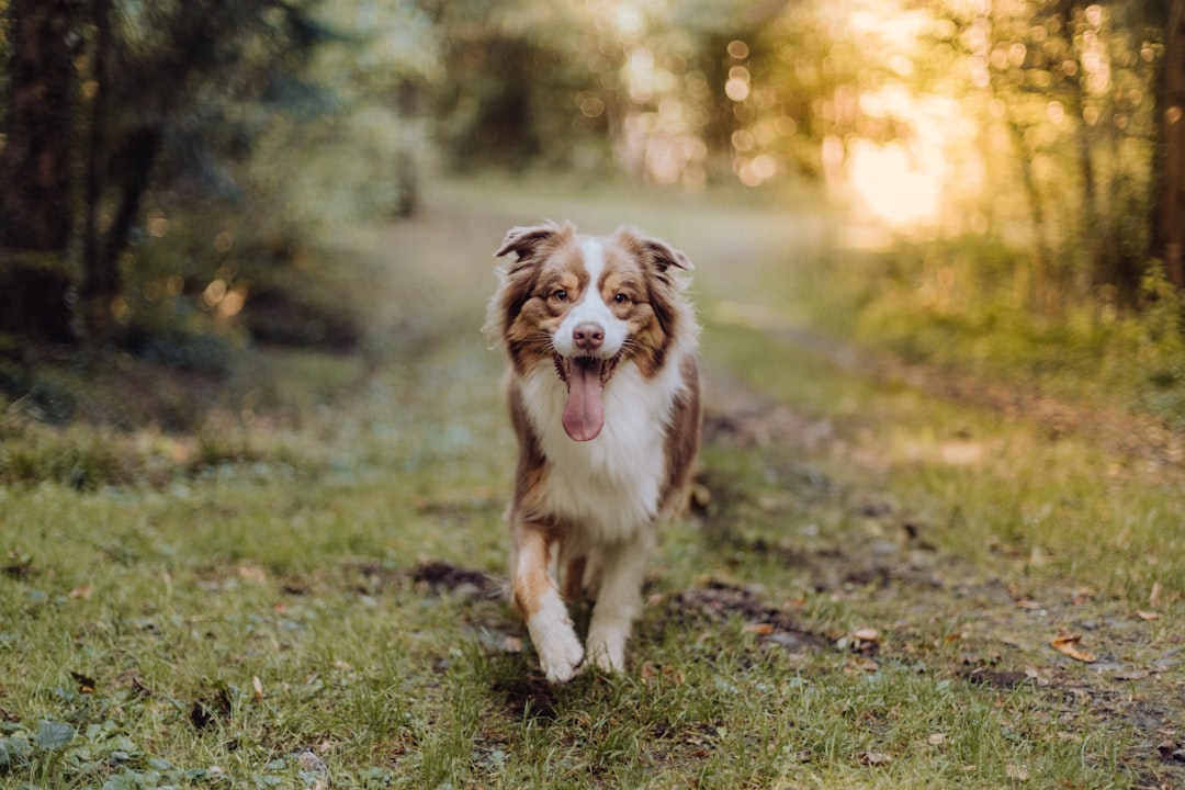 Australian Shepherd σκύλος