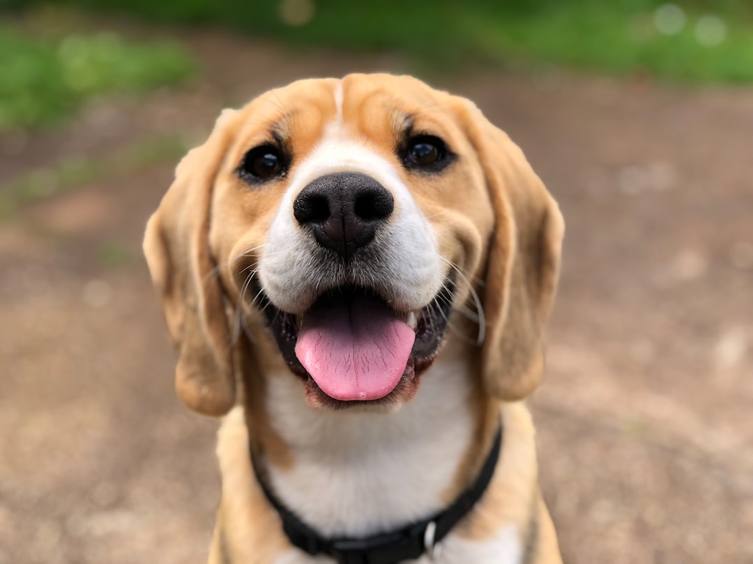 Σκύλος ράτσας Beagle