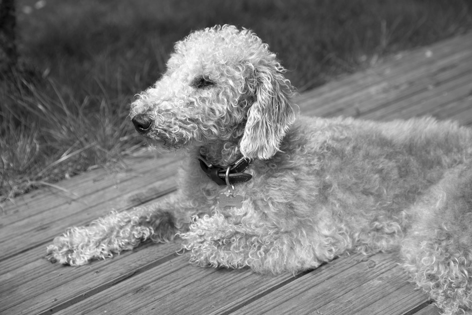 Σκύλος ράτσας Bedlington Terrier