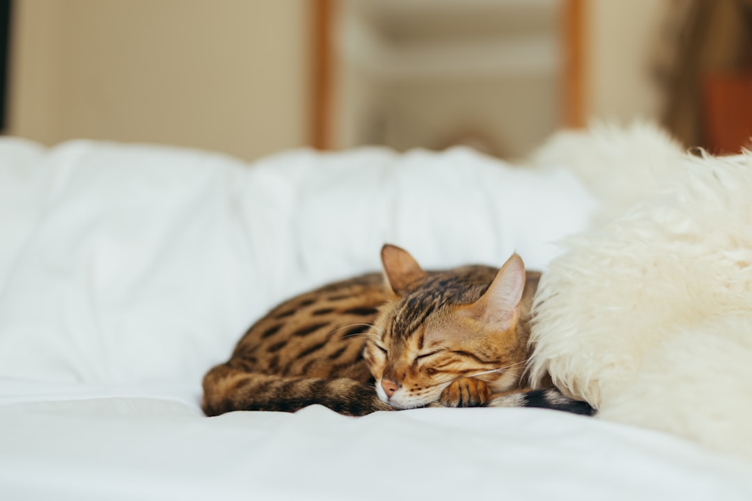 Bengal γάτα