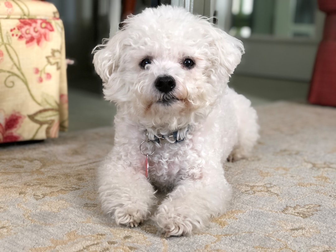 Σκύλος Bichon Frisé