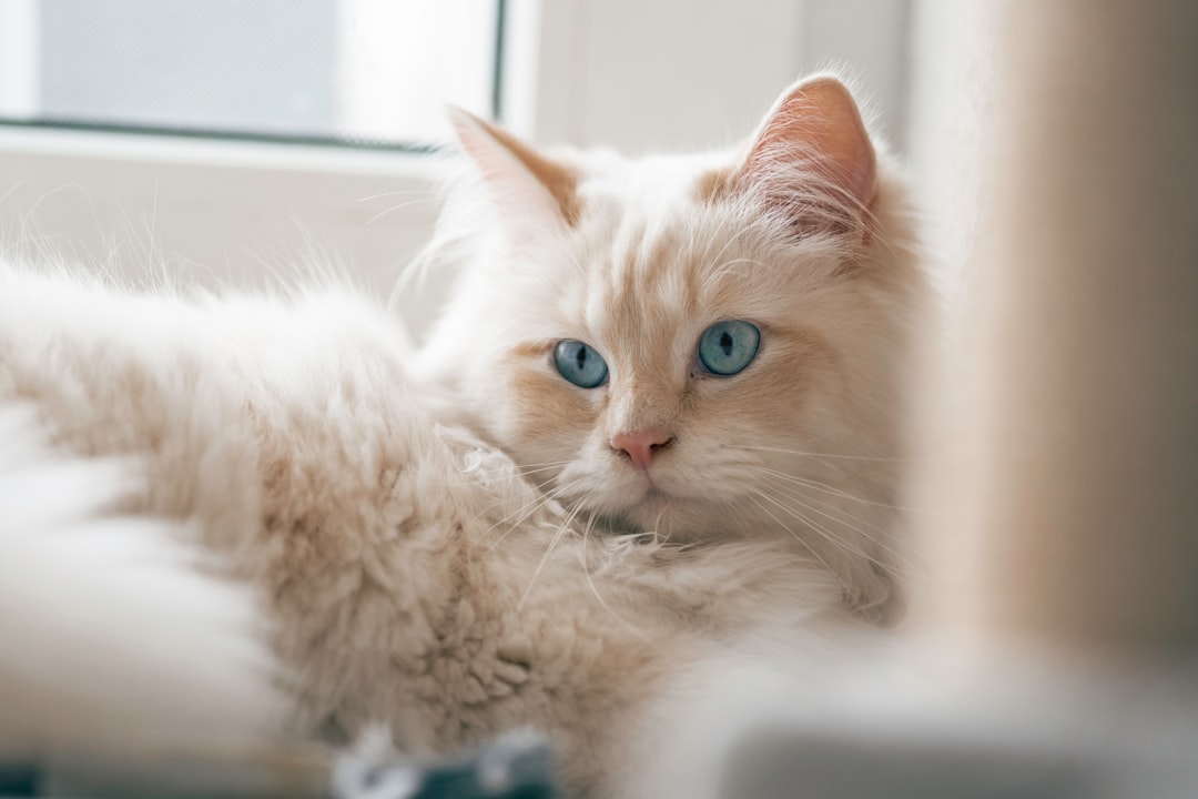 Birman γάτα