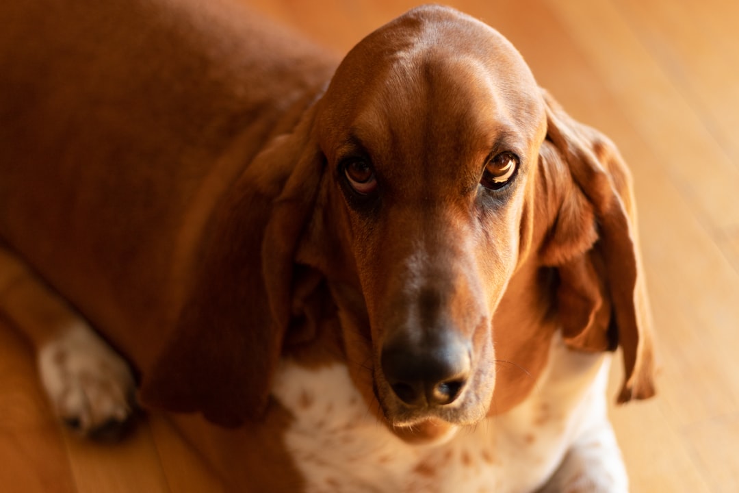 Σκύλος ράτσας Bloodhound