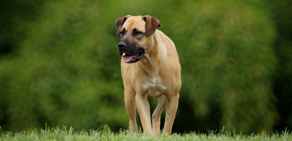 Σκύλος ράτσας Boerboel