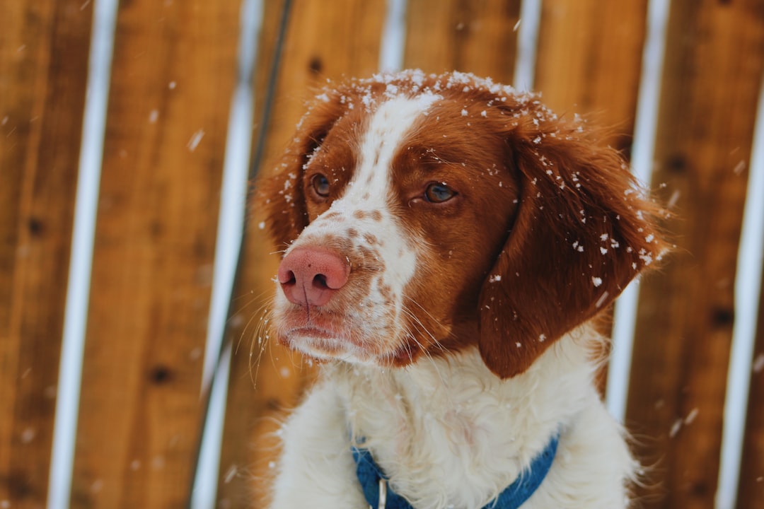 Σκύλος ράτσας Brittany Spaniel