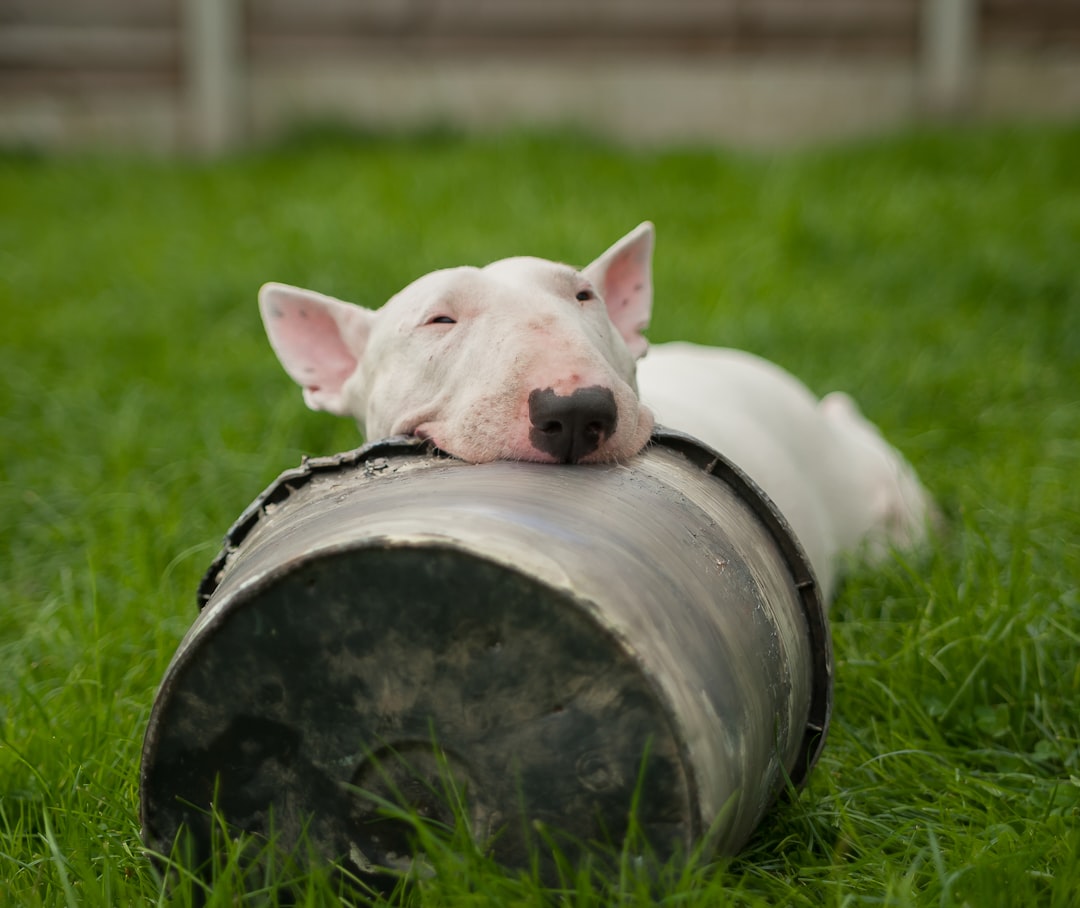 Σκύλος Bull Terrier