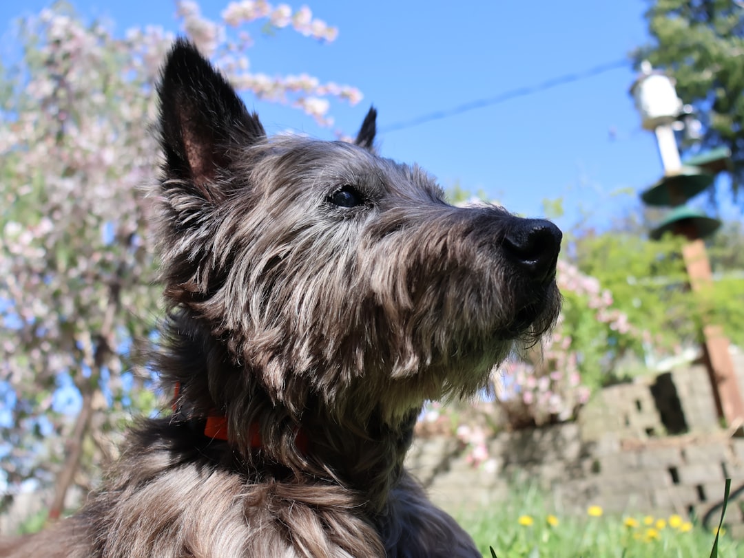 Σκύλος ράτσας Cairn Terrier