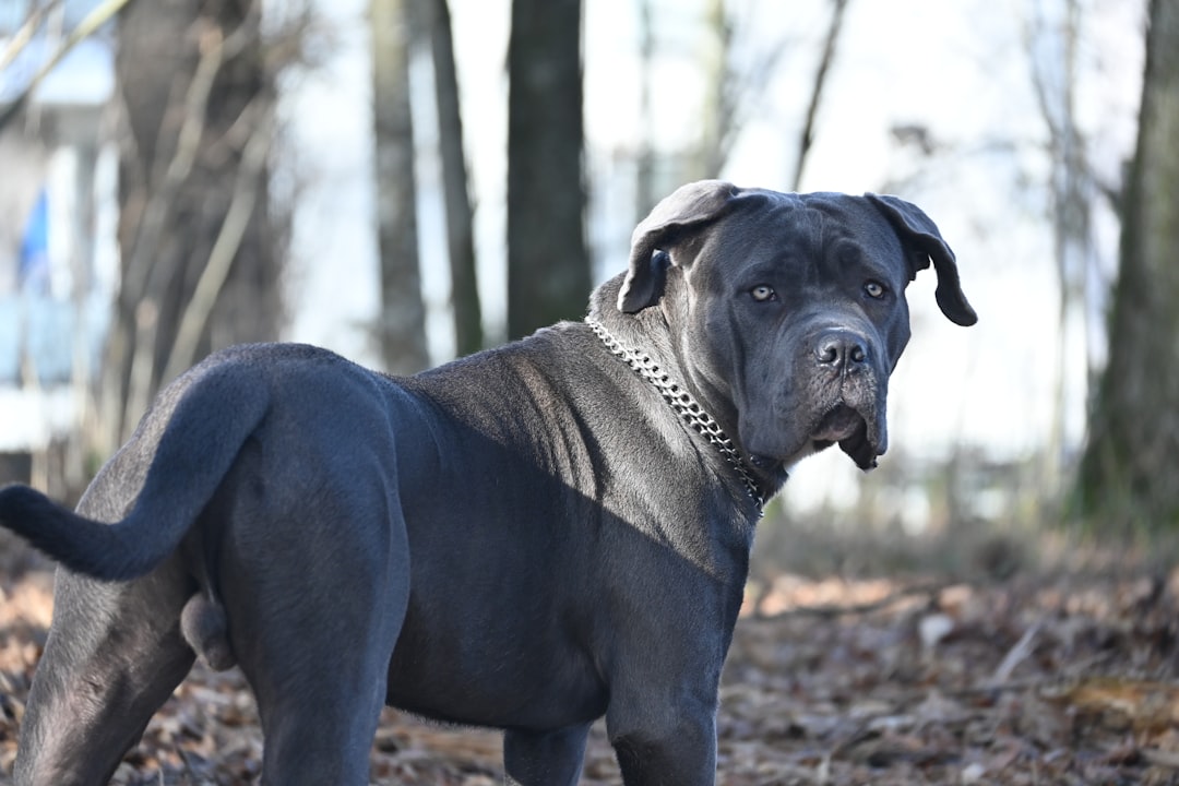 Σκύλος Cane Corso