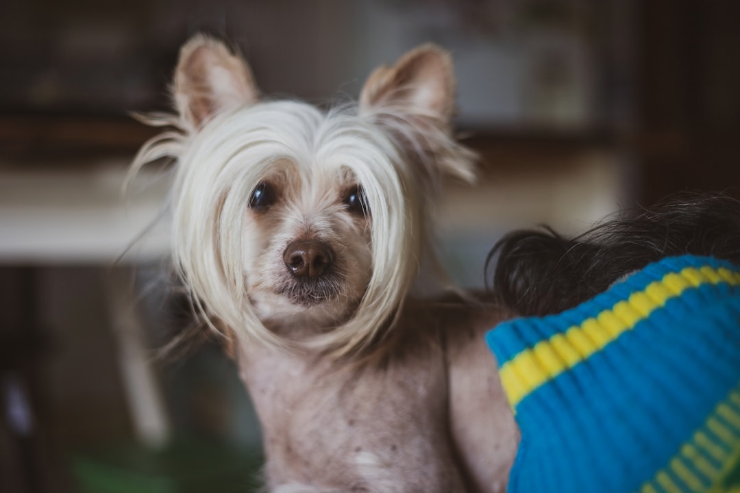 Σκύλος ράτσας Chinese Crested