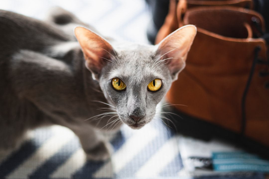 Γάτα ράτσας Cornish Rex