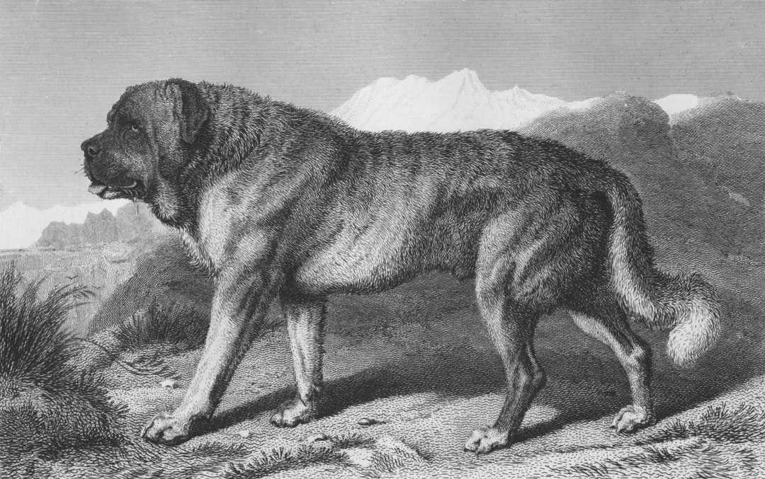 Σκύλος ράτσας English Mastiff