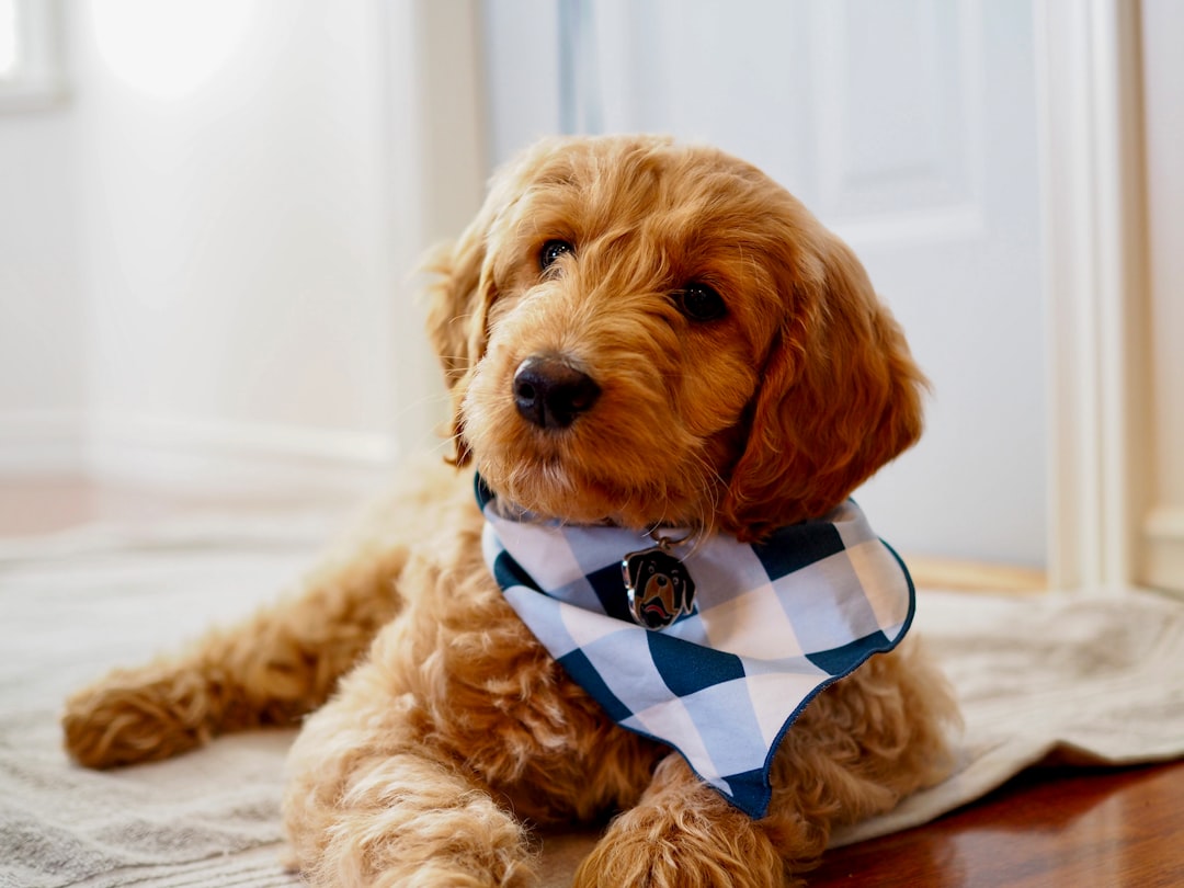 Σκύλος ράτσας Goldendoodle