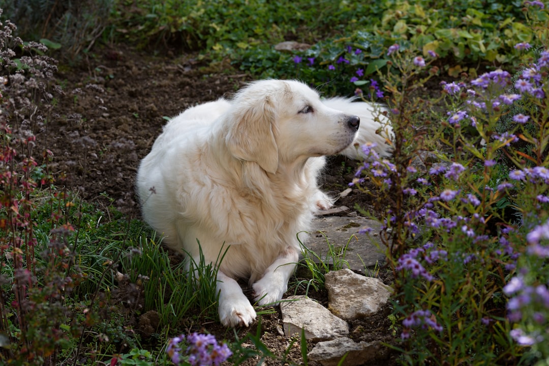 Σκύλος ράτσας Great Pyrenees