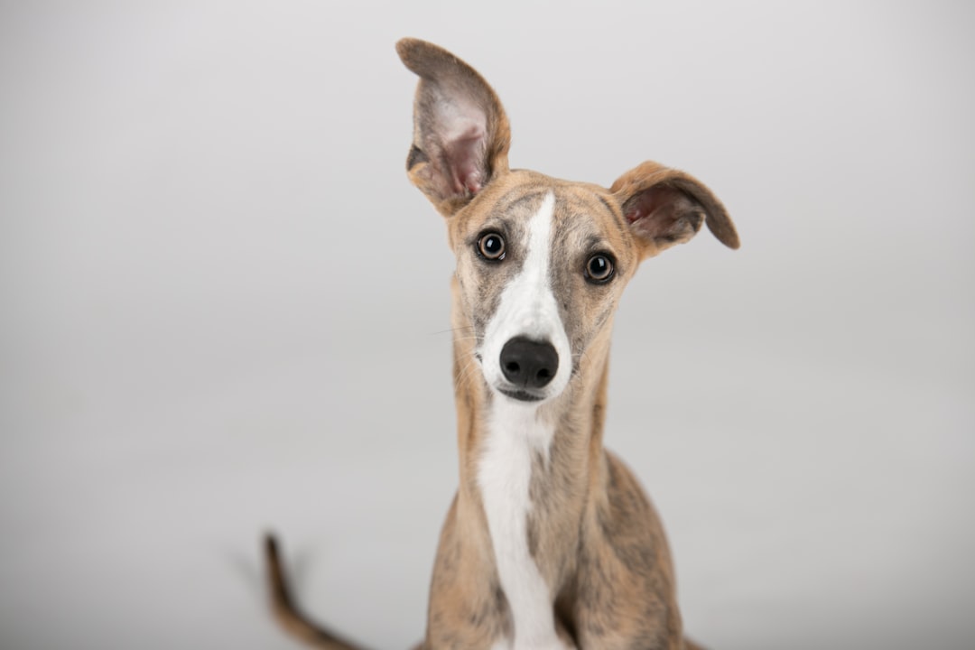 Σκύλος Greyhound
