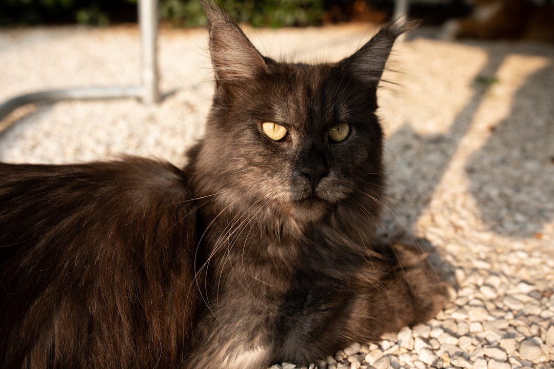 Γάτα ράτσας Havana Brown