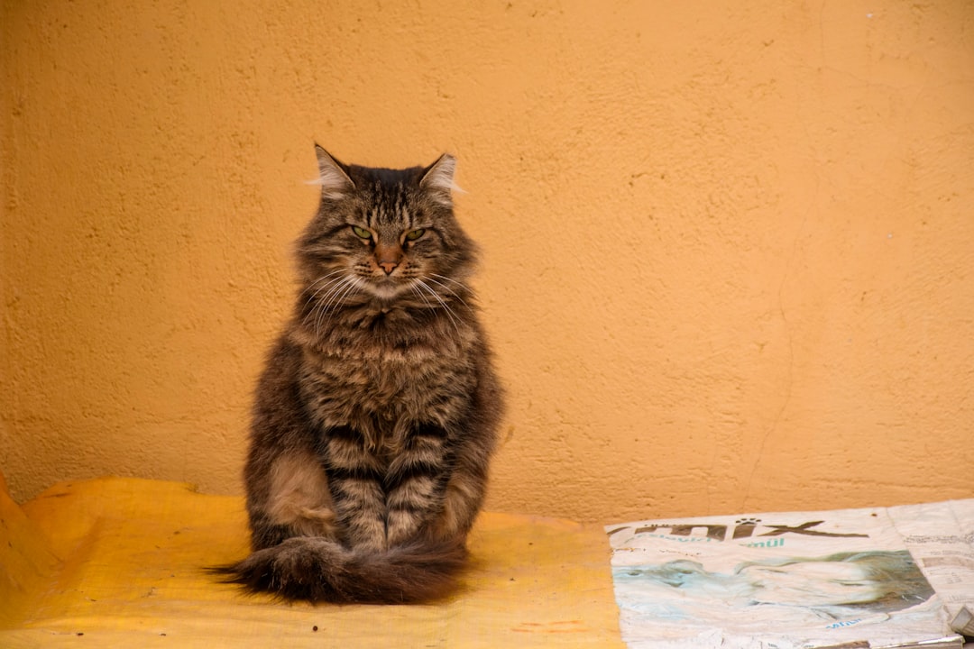 Himalayan γάτα