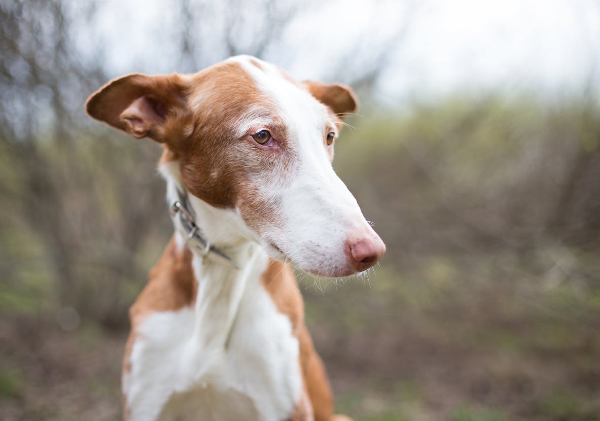 Σκύλος ράτσας Ibizan Hound
