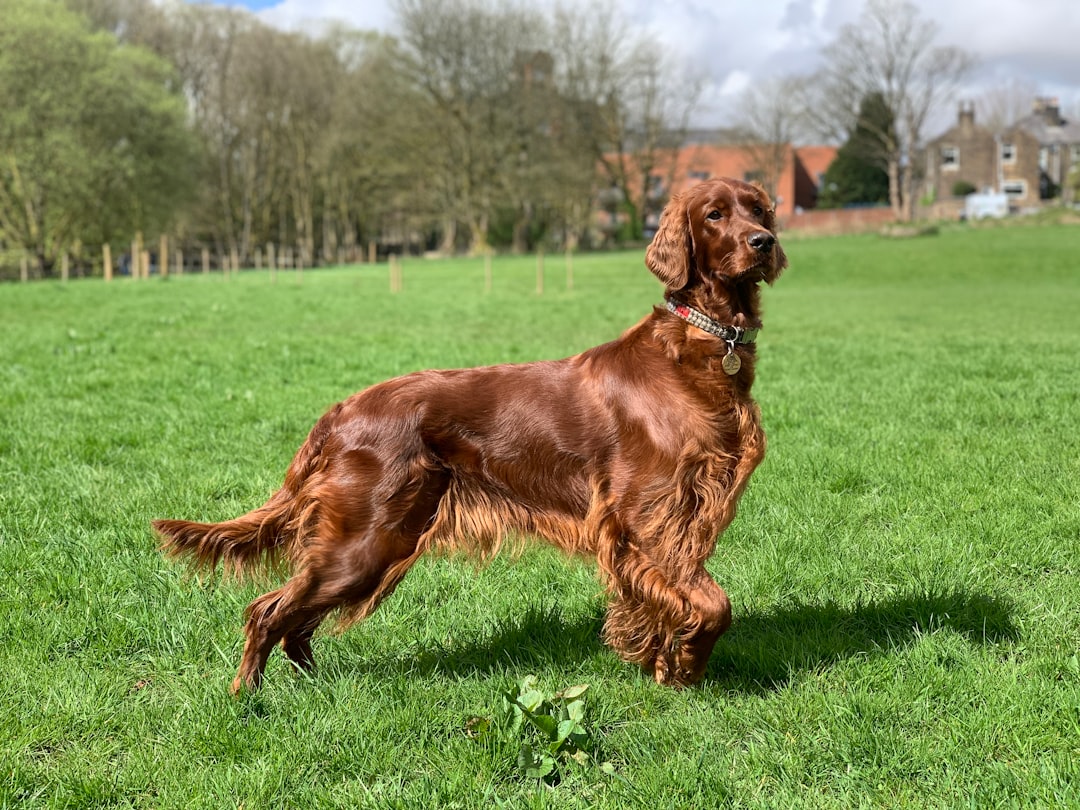 Irish Setter σκύλος
