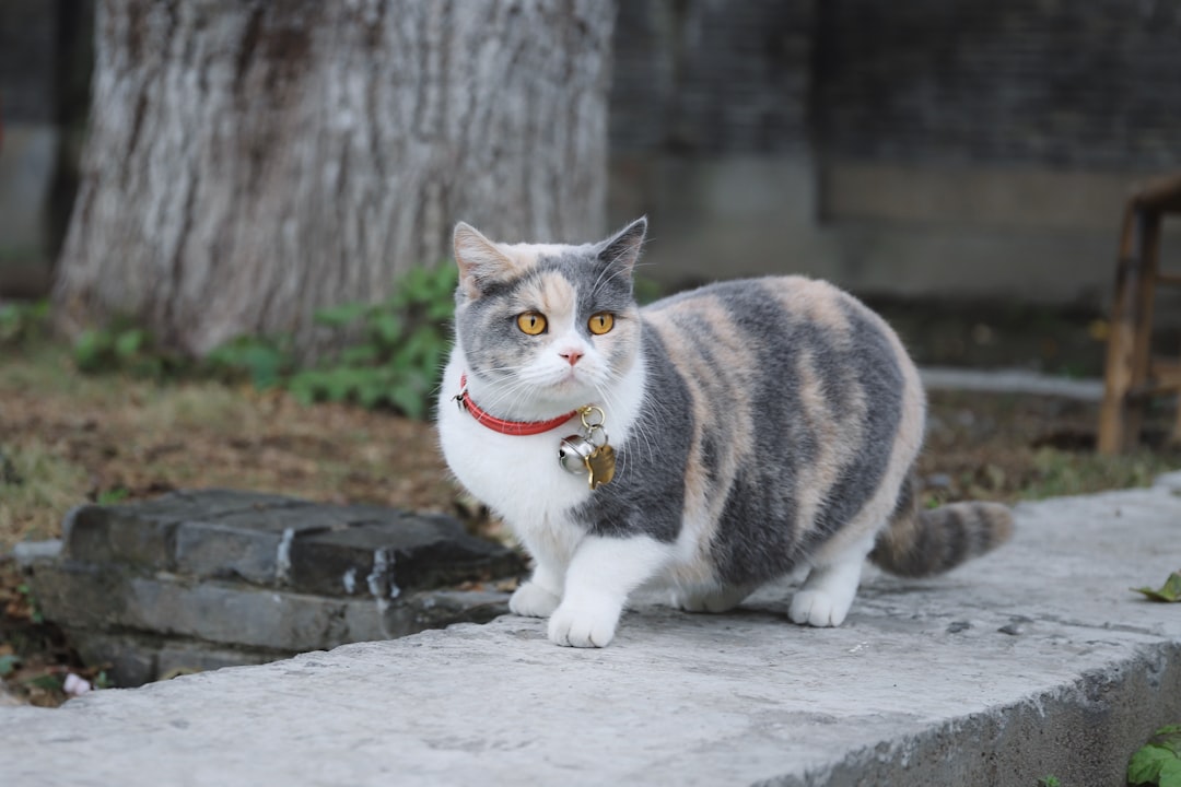 Γάτα ράτσας Japanese Bobtail