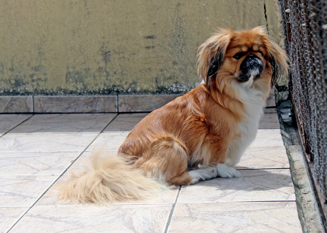 Σκύλος ράτσας Japanese Chin