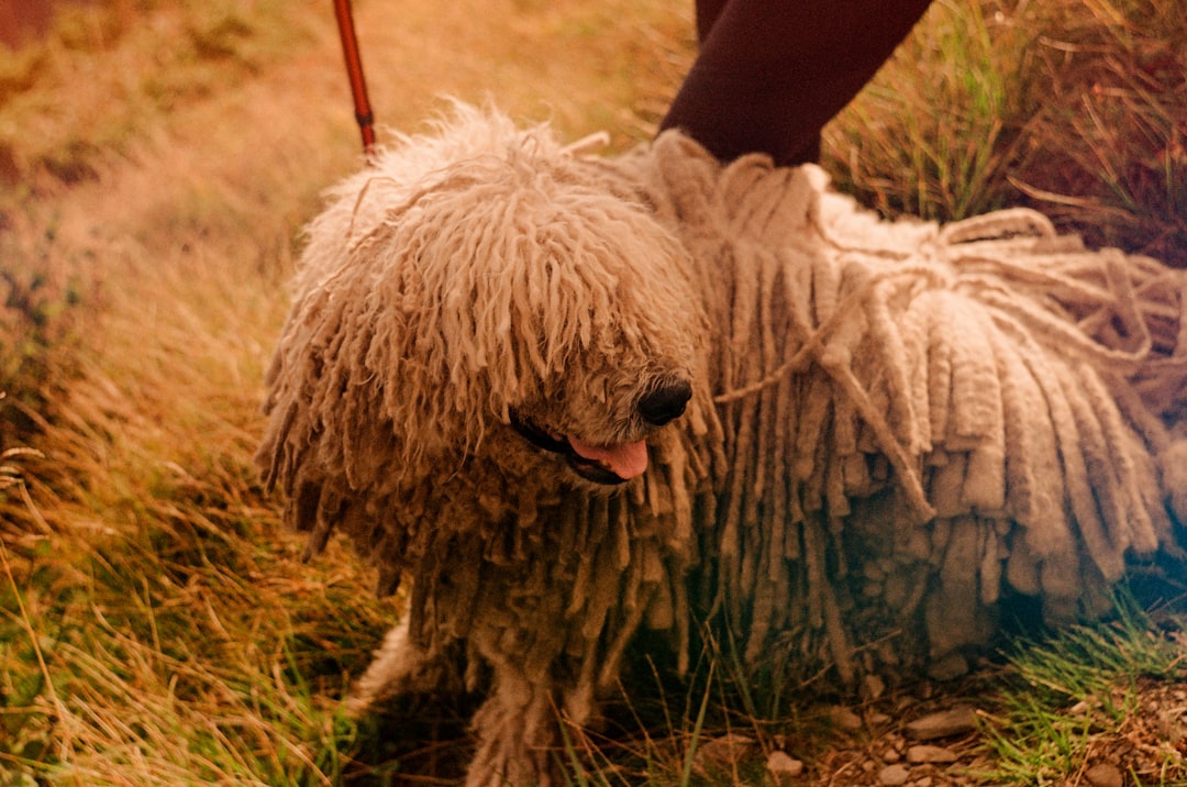 Σκύλος ράτσας Komondor