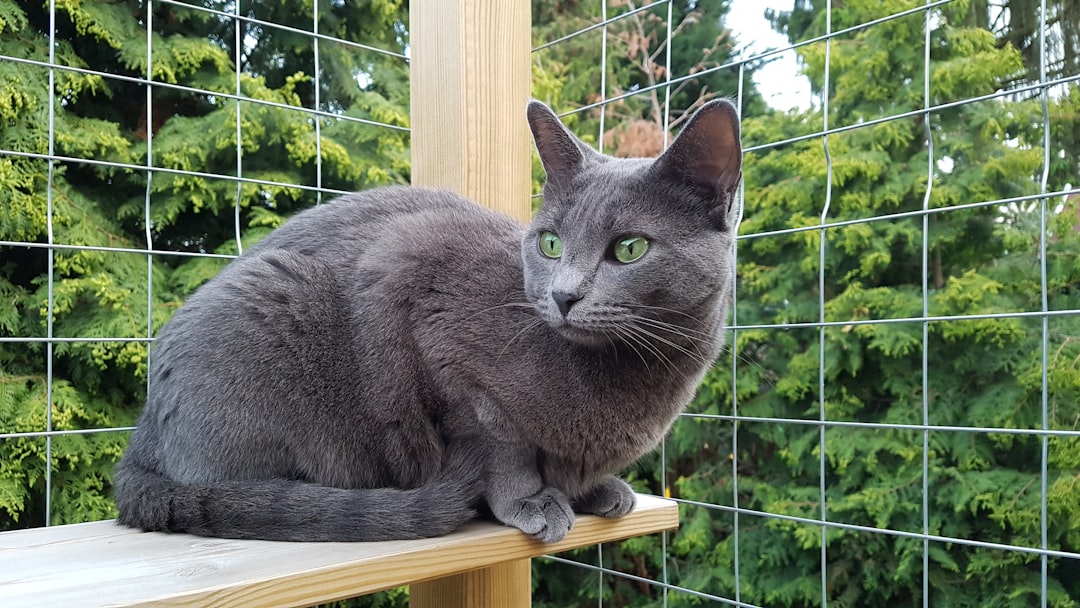 Γάτα ράτσας Korat