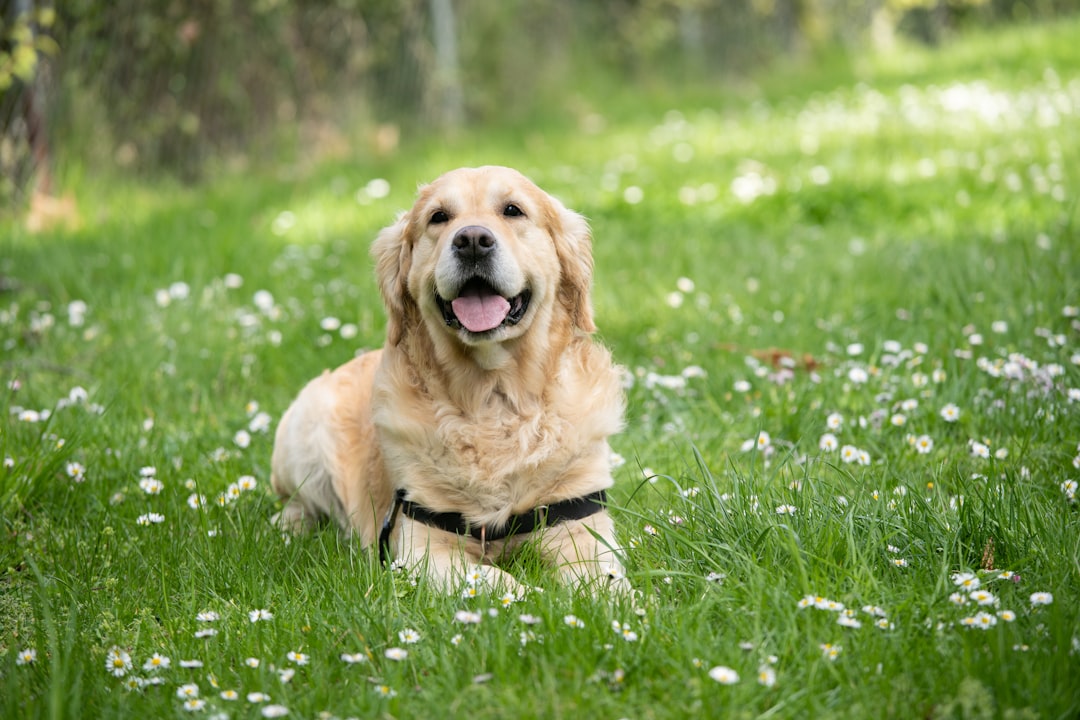 Σκύλος ράτσας Labrador Retriever