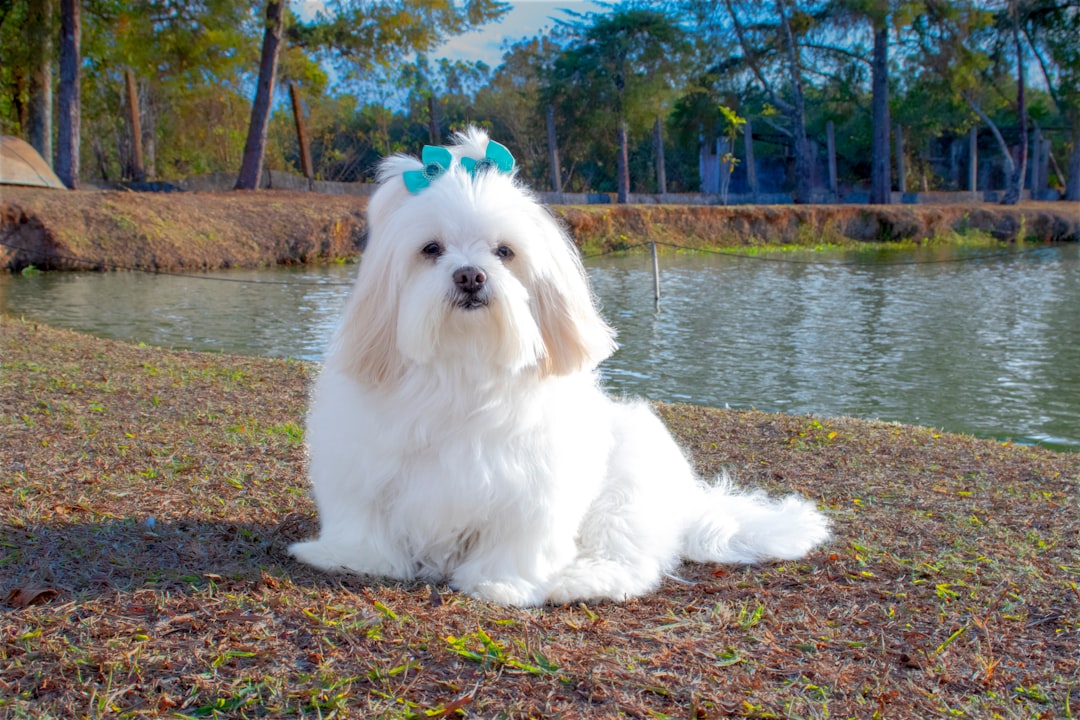 Σκύλος Lhasa Apso