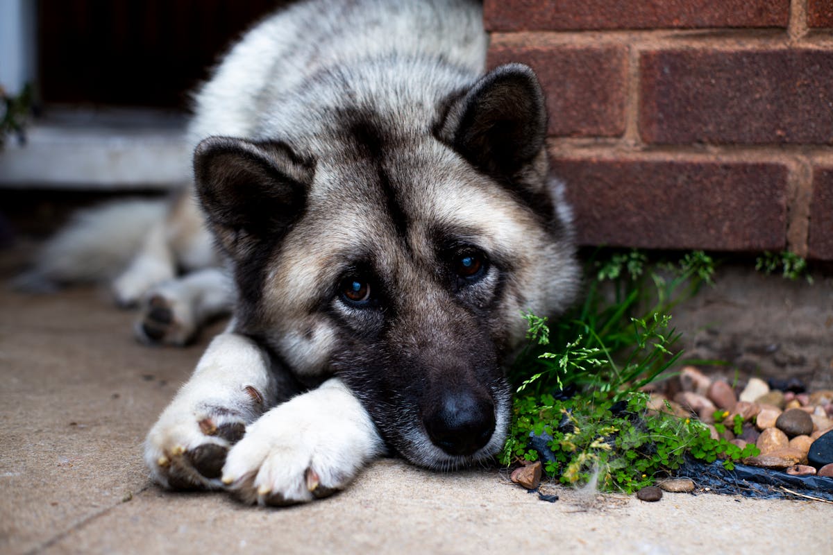 Σκύλος ράτσας Norwegian Elkhound