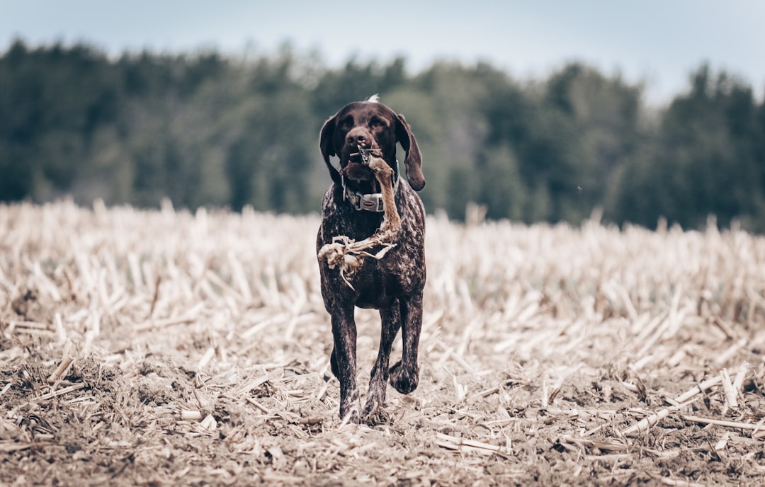 English Pointer σκύλος