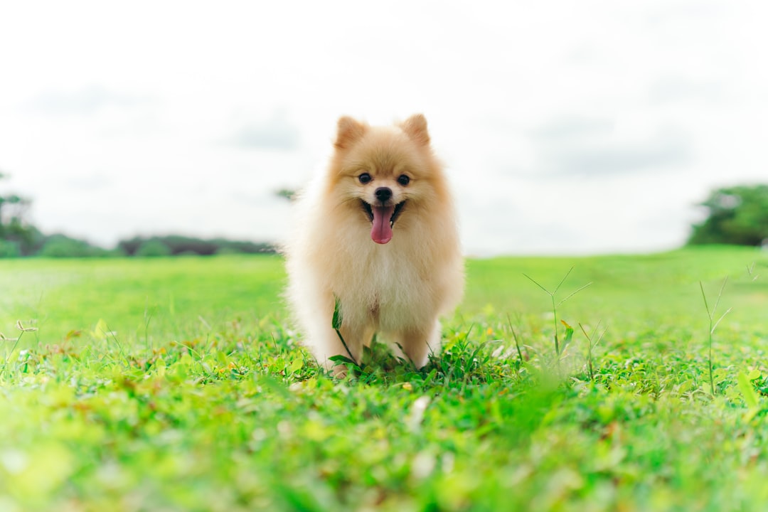 Σκύλος ράτσας Pomeranian