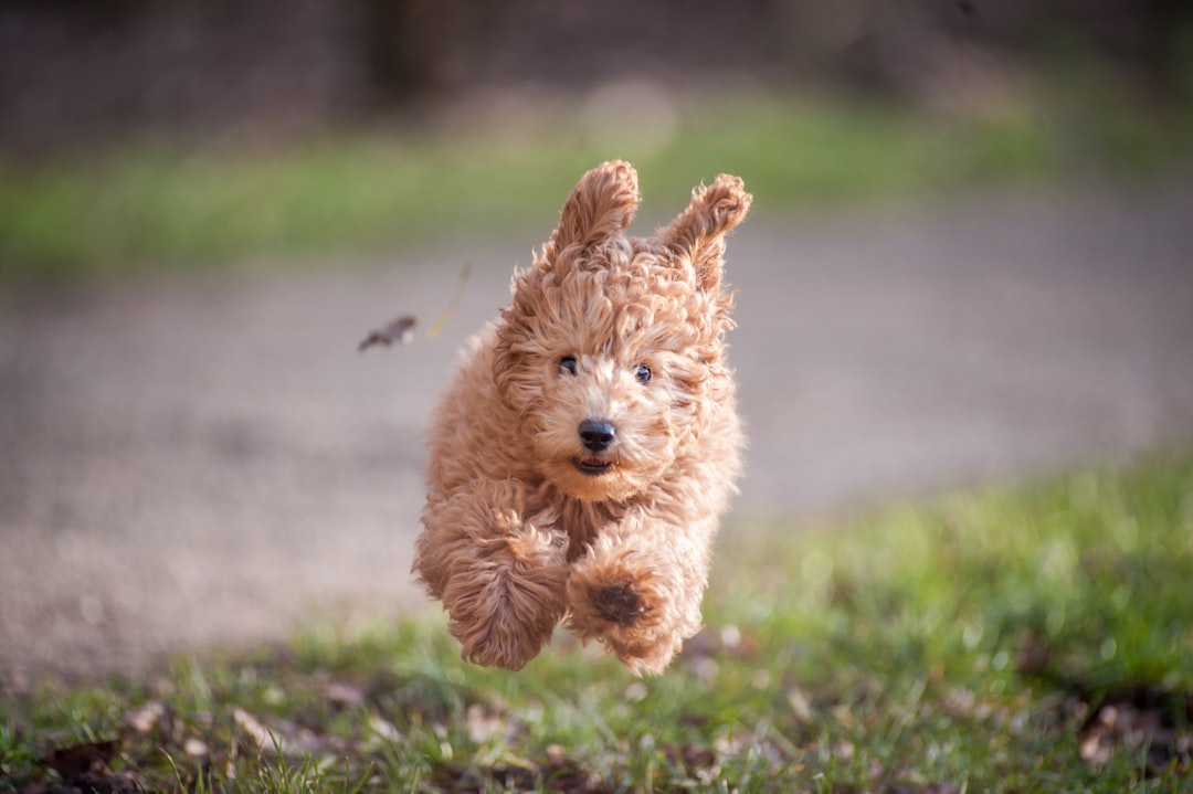 Σκύλος ράτσας Poodle (Κανίς)