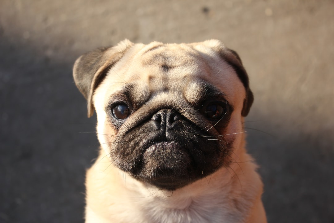 Σκύλος Pug (Μοψ)
