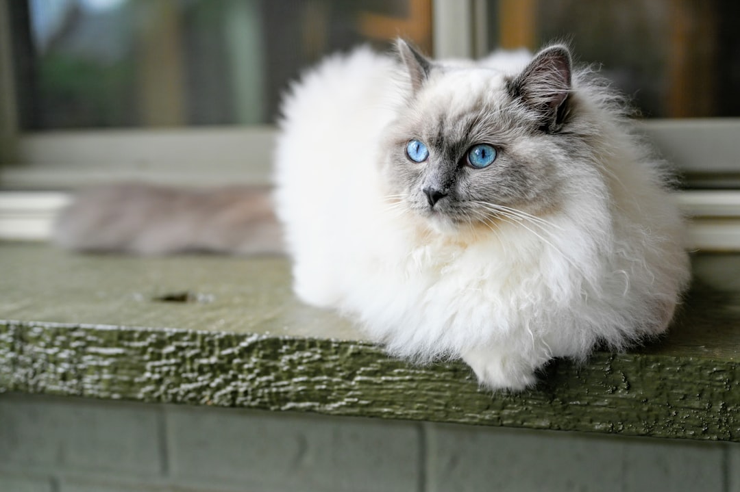 Γάτα Ragdoll