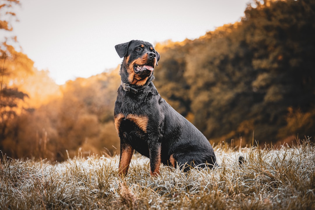 Σκύλος ράτσας Rottweiler