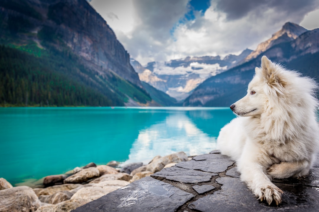 Σκύλος Samoyed