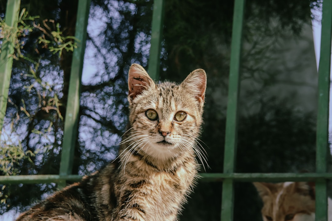 Savannah γάτα