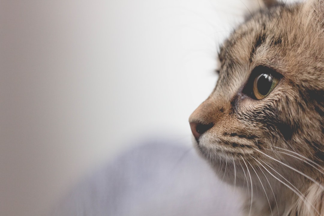 Selkirk Rex γάτα