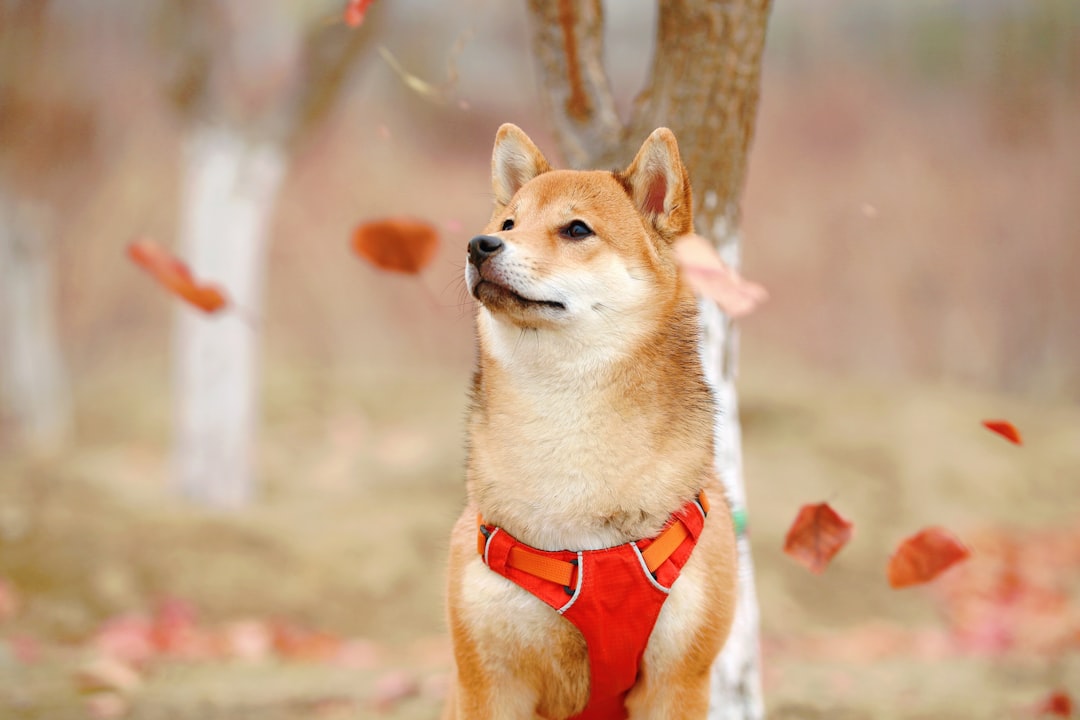Shiba Inu σκύλος