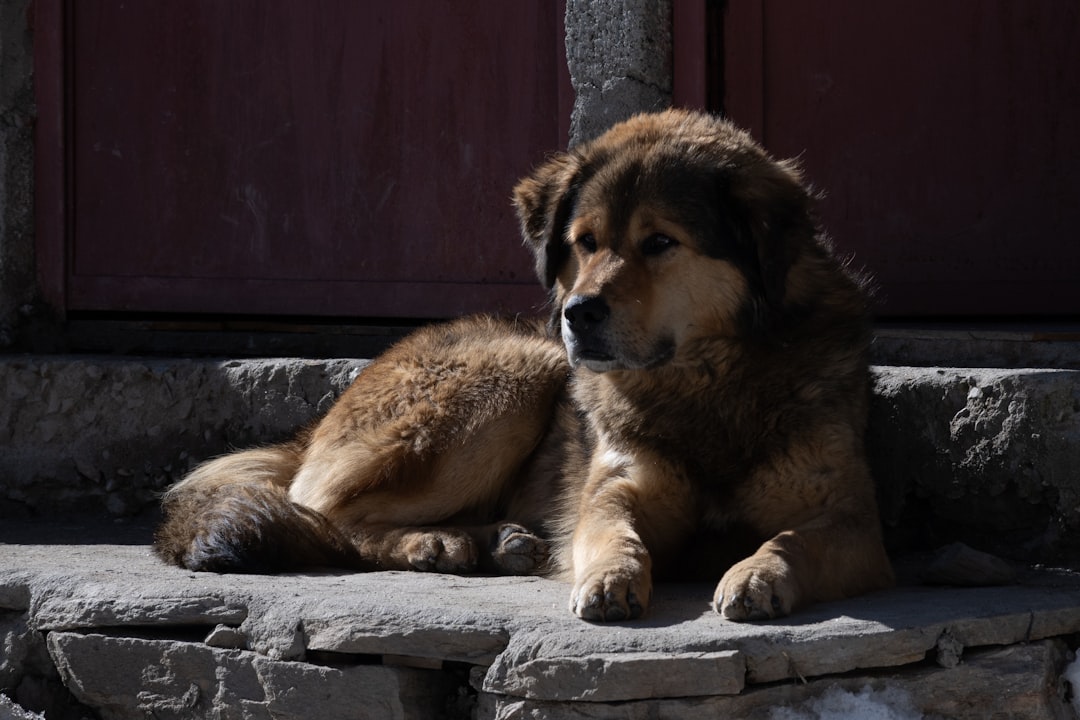 Tibetan Mastiff