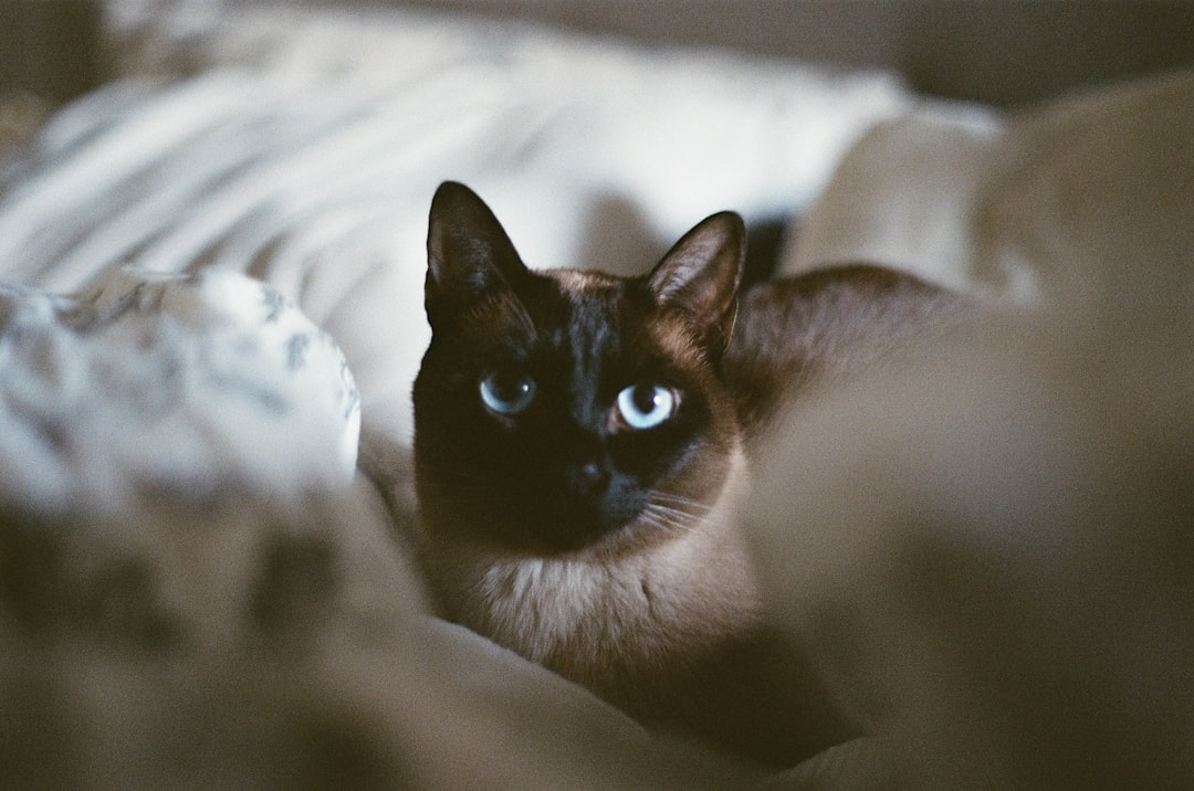 Tonkinese γάτα