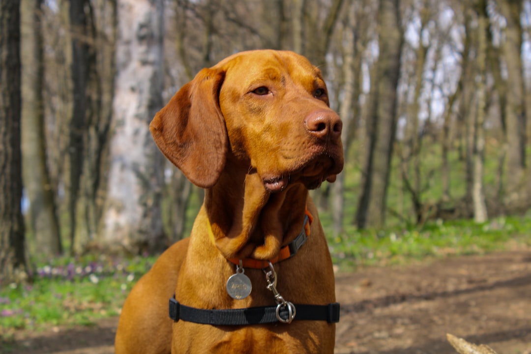 Σκύλος Vizsla